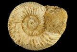 1 1/4" Perisphinctes Ammonite Fossils - Madagascar - Photo 2